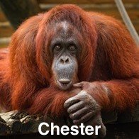 Chester Zoo Orangutan